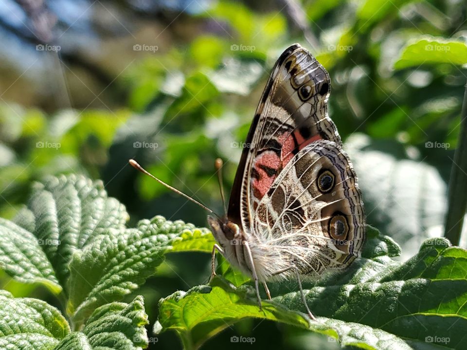 Beautiful spring butterfly