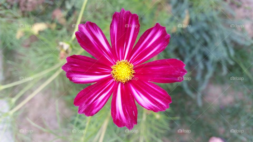 striped beauty