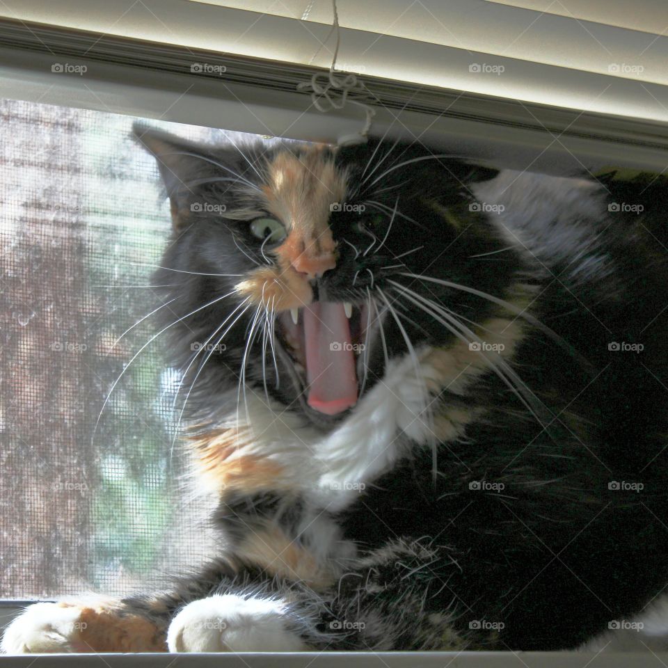 Smile!. cat yawning