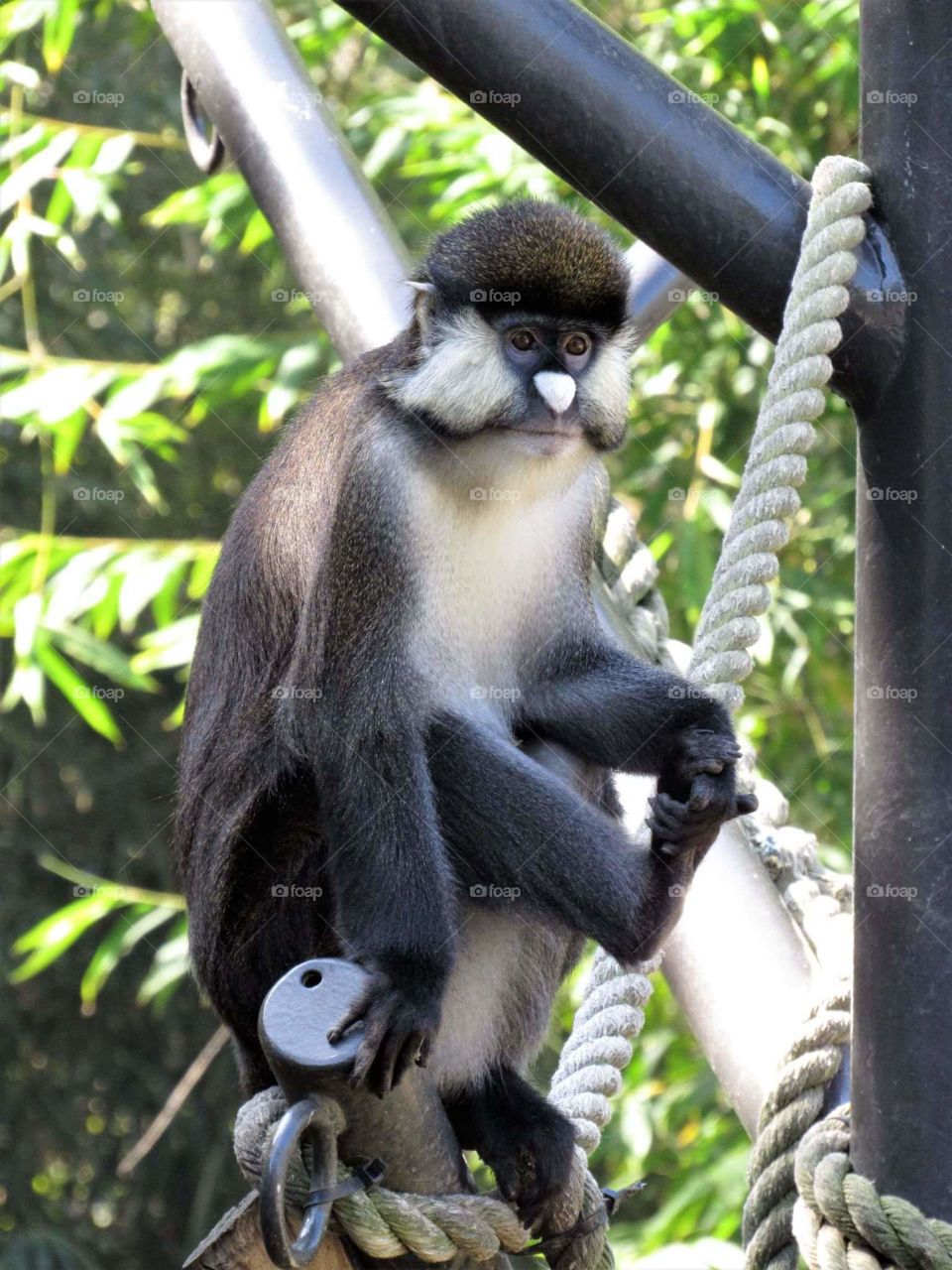 Red tailed monkey 