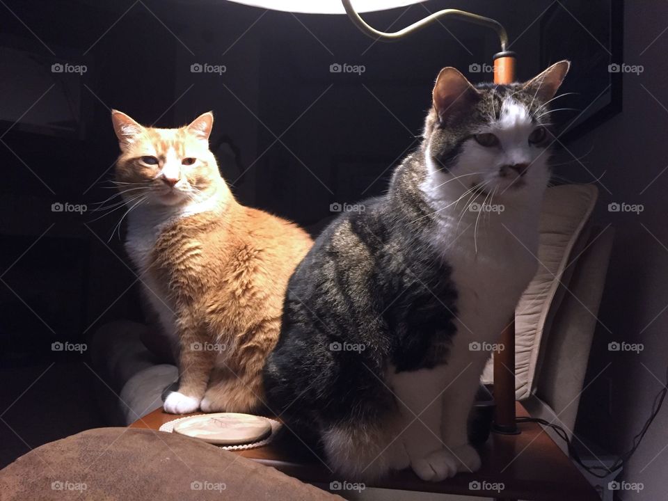 Two cats sitting in the light 