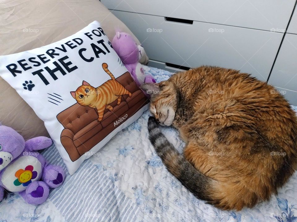 This spot reserved for the Cat's Meow (and sleeping pleasure) she even has the pillow to prove it!
