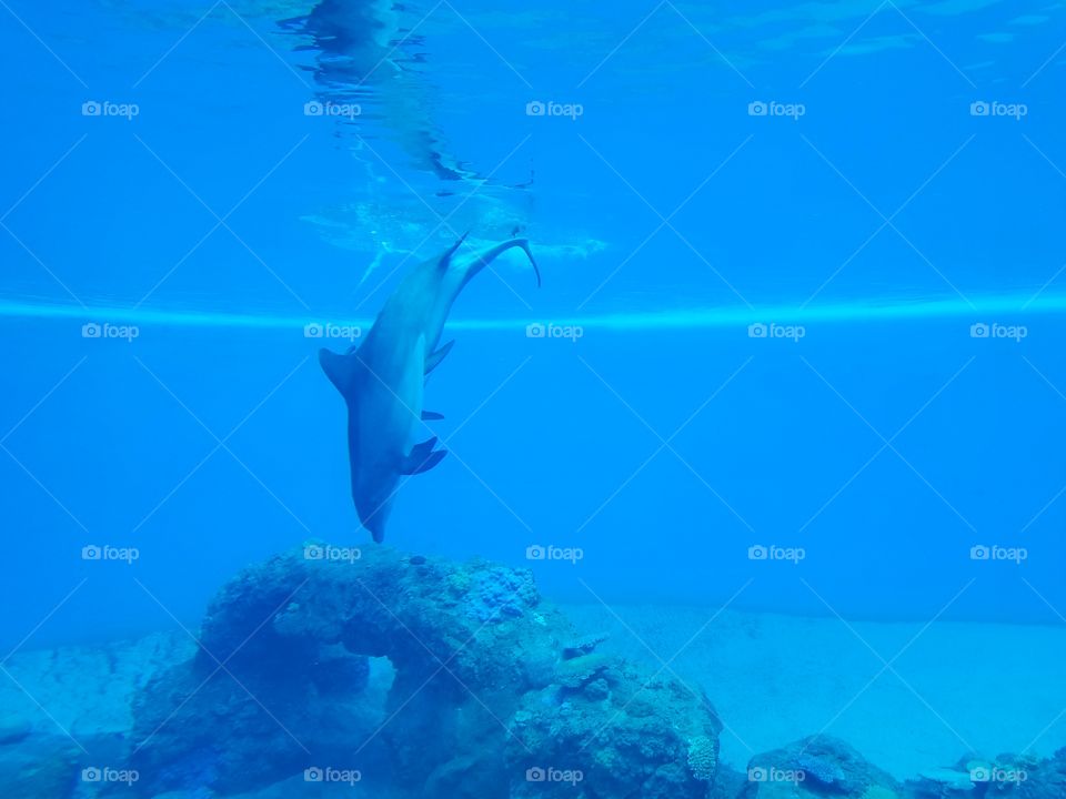 Underwater, Swimming, Water, Ocean, Fish