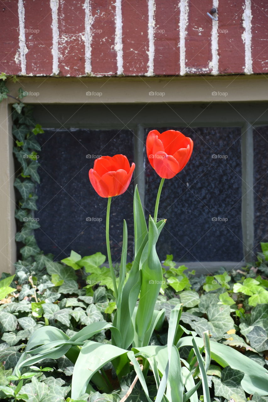 red tulips and ivy in front of window