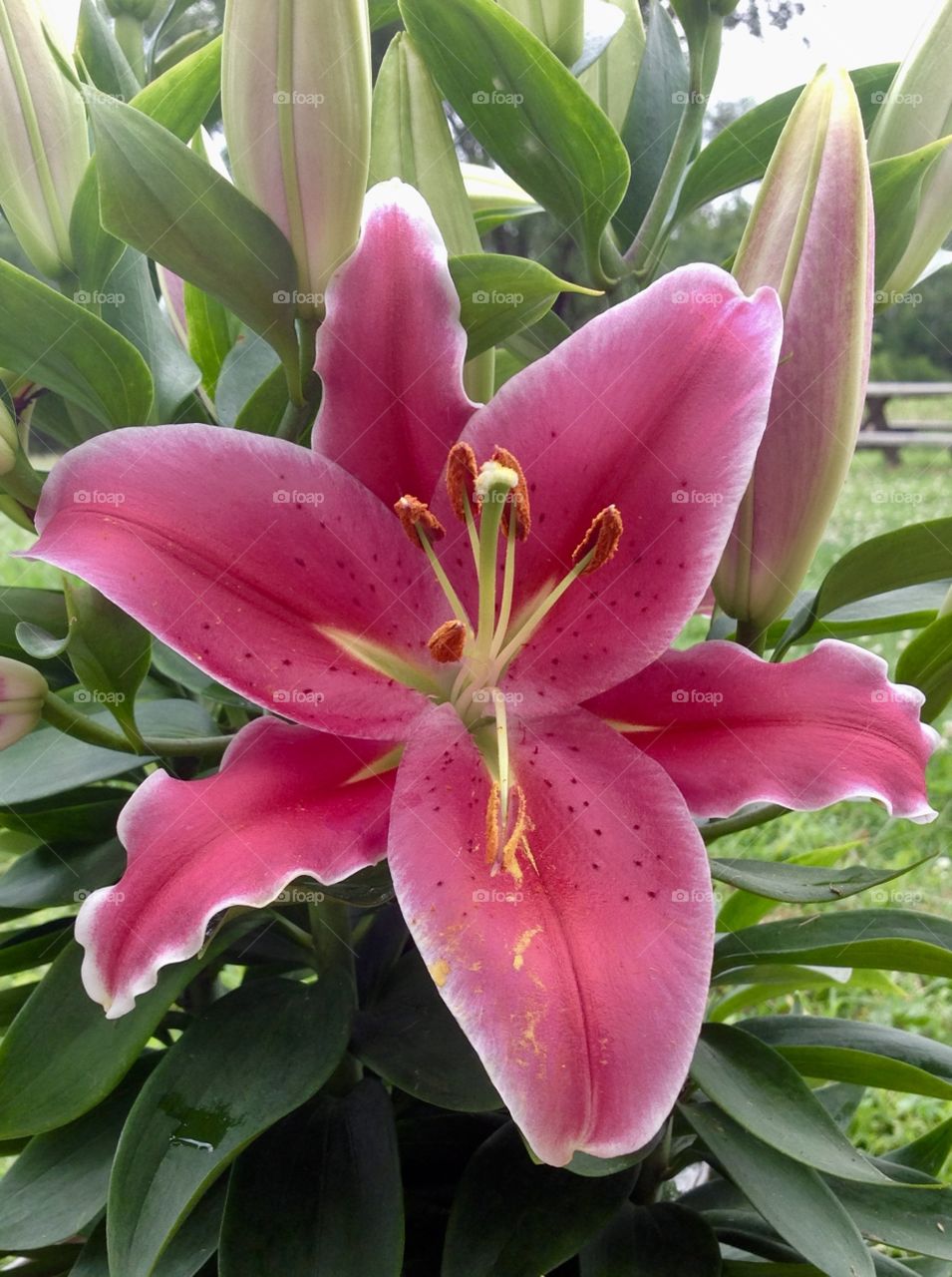 Pink single Lilly 