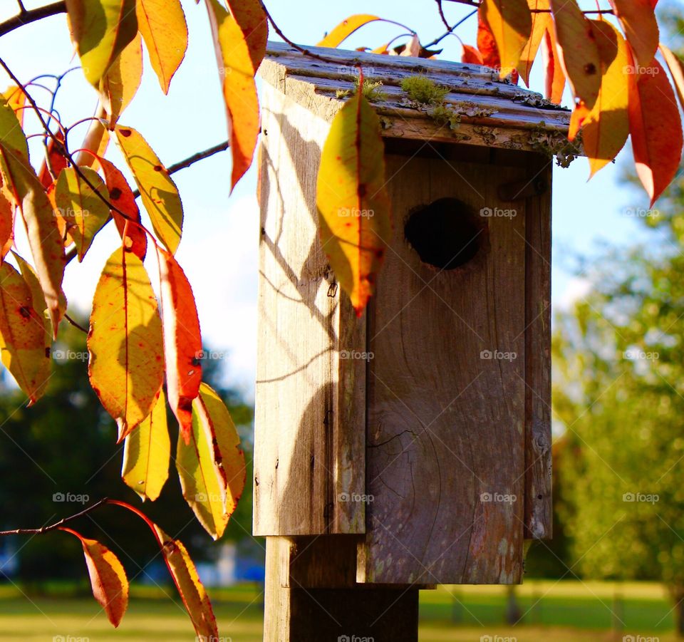 Birdhouse backlit