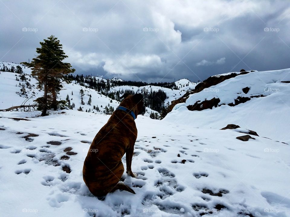 Thor in the Sierras!