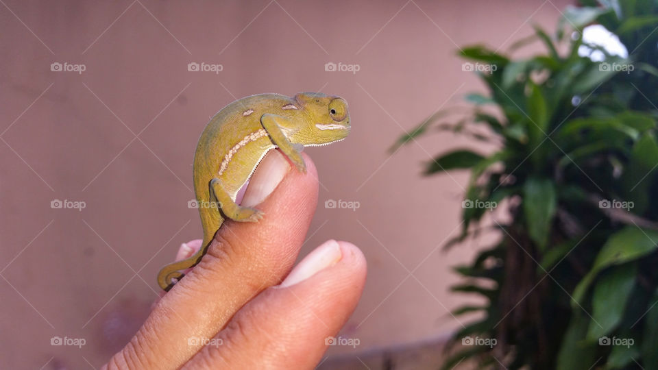 small chameleon ontop of finger
