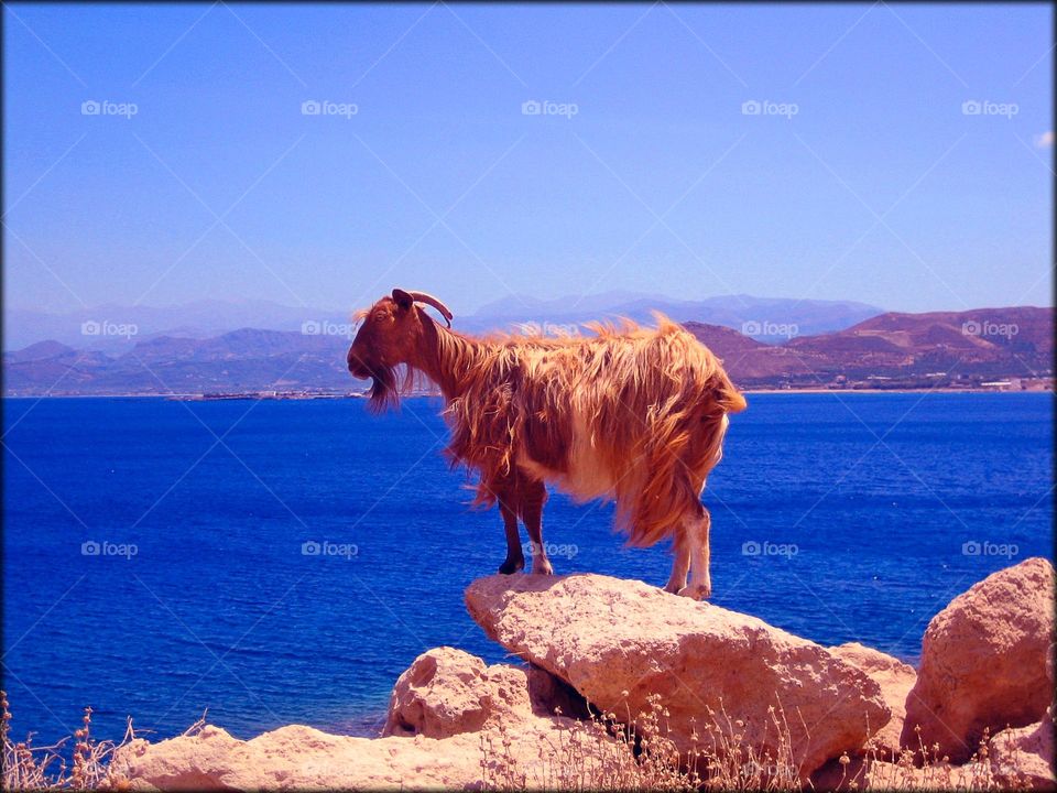 Wild animals on Crete Island Greece seascape wildlife amazing nature therapy