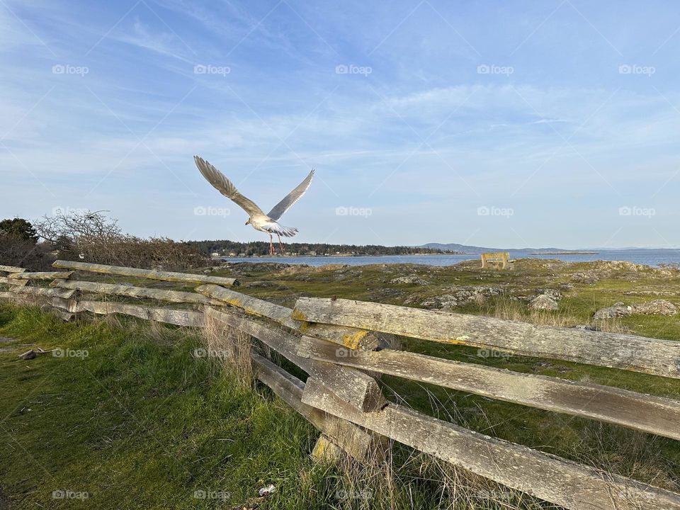 Seagull flying 