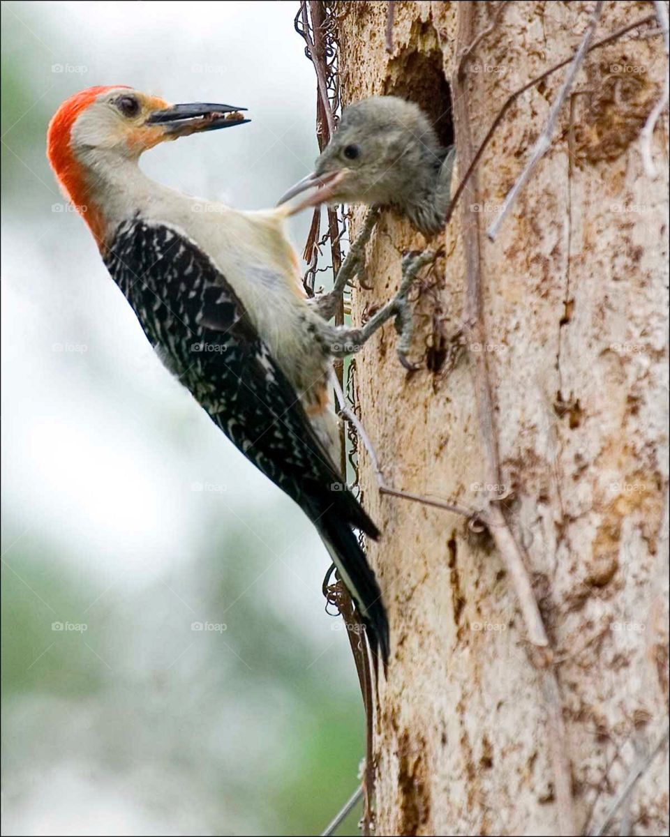 Adorable, impatient Woodpecker chick tugging on his Mothers feathers to get his meal.