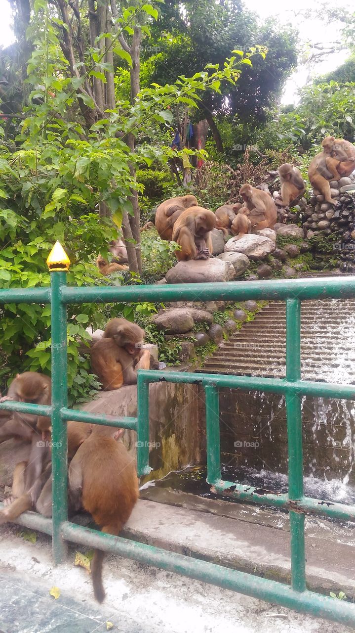couple monkey group