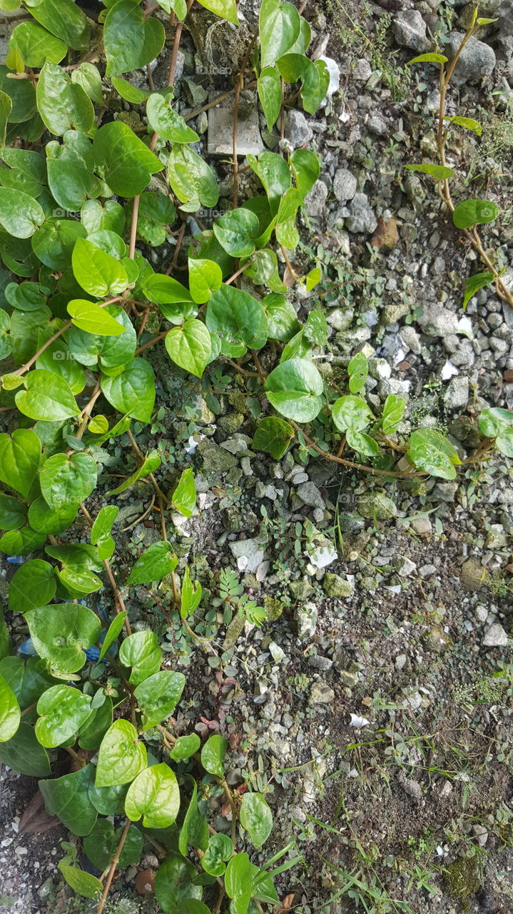 green shurb in ground