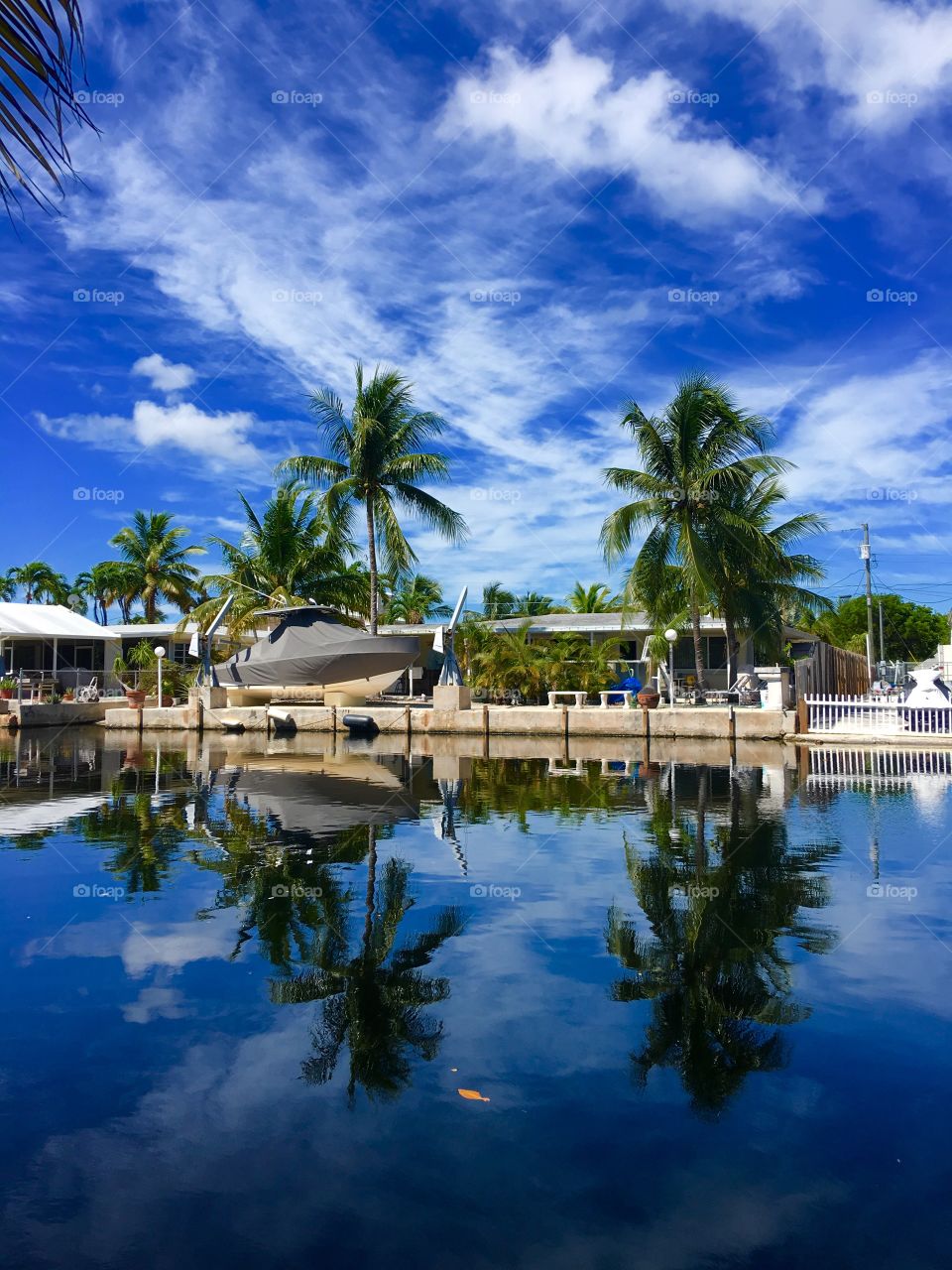 Reflection of palm trees on pond