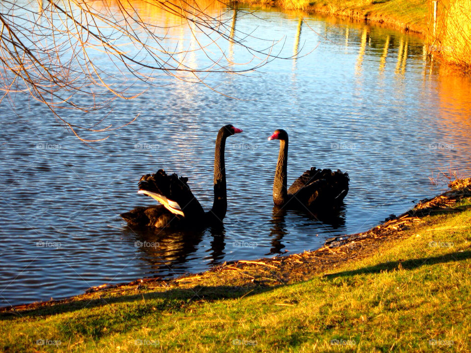 nature black birds pond by pellepelle