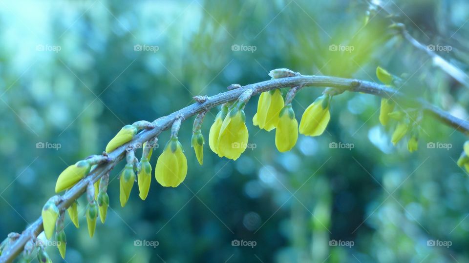 Yellow forsythia blooms