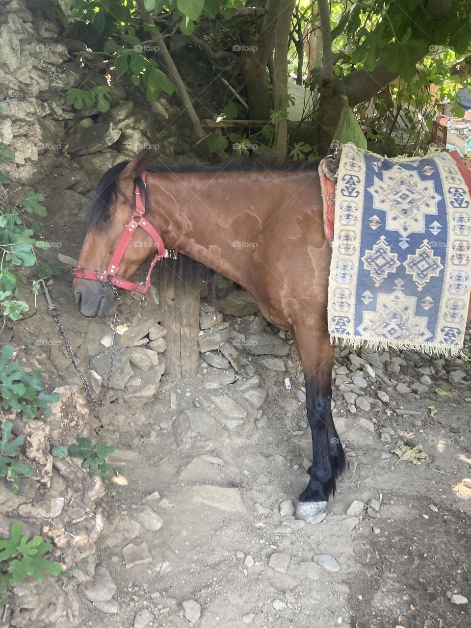 Greek village in Turkey. Blue sky and tall palm trees. Sunsets and sunny days. Summertime in Kusadasi. Vacation travel in Turkey . Summer view. Sunny day during vacation. Hidden gems and secret places.