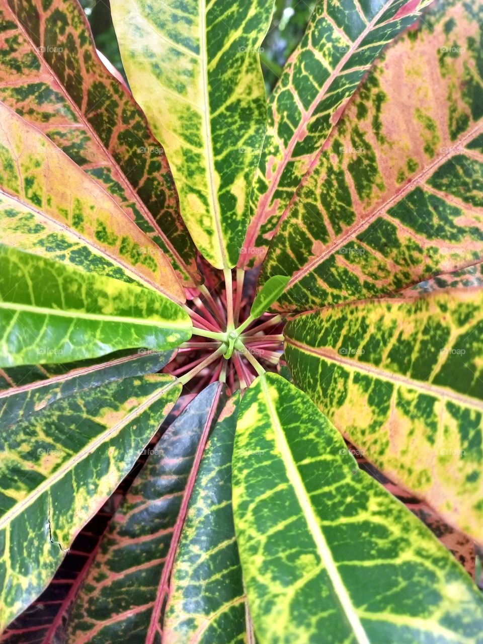 Codiaeum variegatum (fire croton, garden croton, or variegated croton; syn. Croton variegatum L.) is a species of plant in the genus Codiaeum, which is a member of the family Euphorbiaceae.