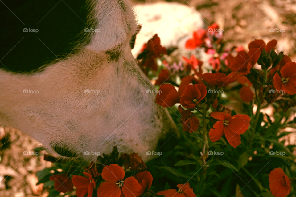 Life is Good!
Enjoy Life!
A dog sniffing flowers!