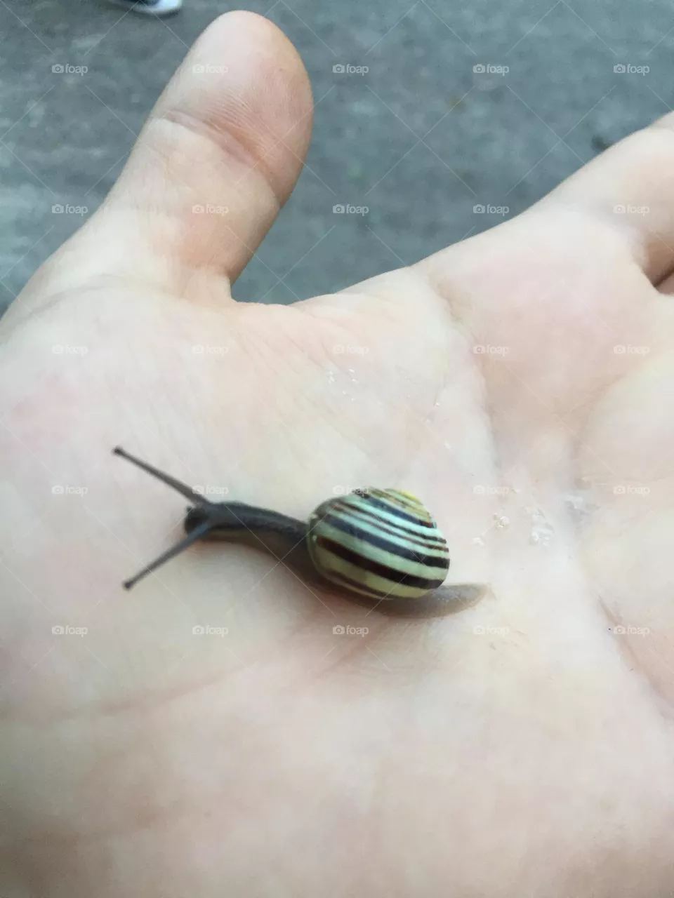 Die Schnecke 
