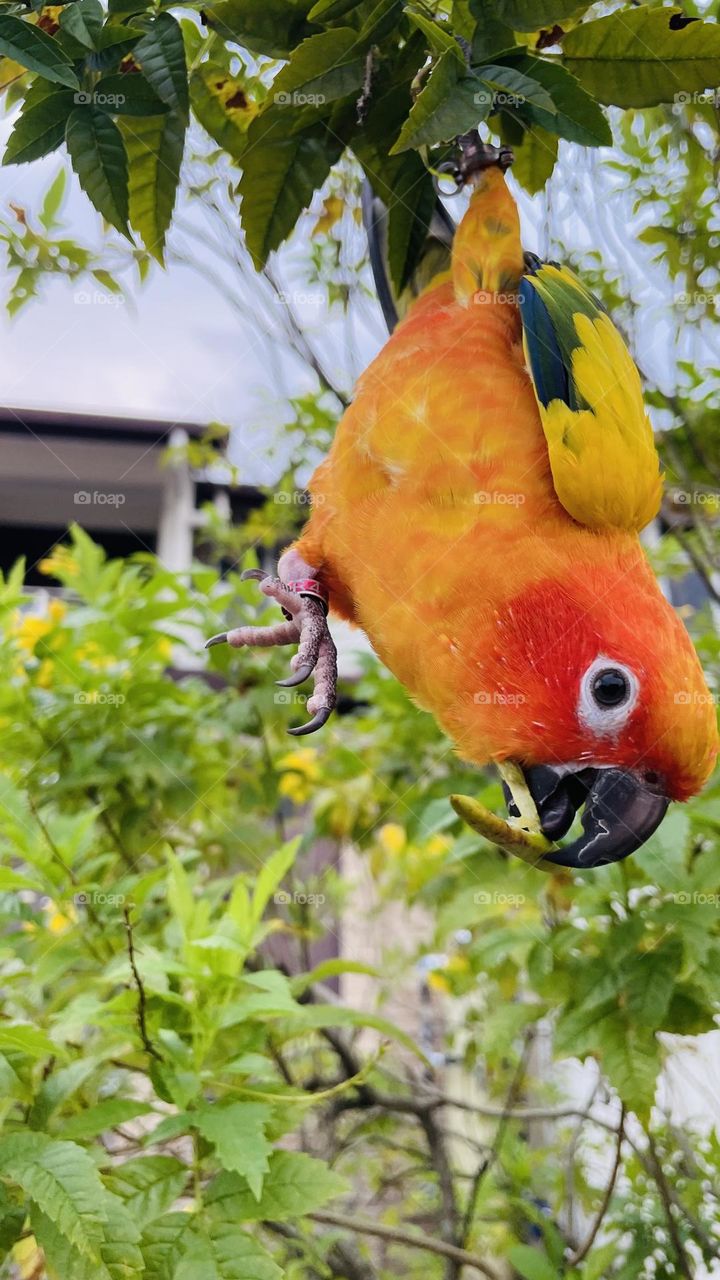 Birds and bee’s beauty 