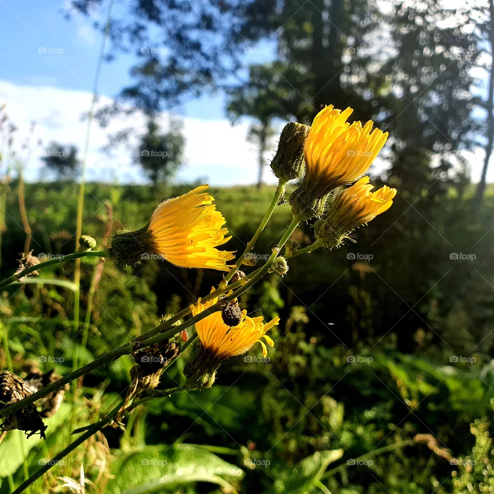 Yellow dandelions on a long stem.