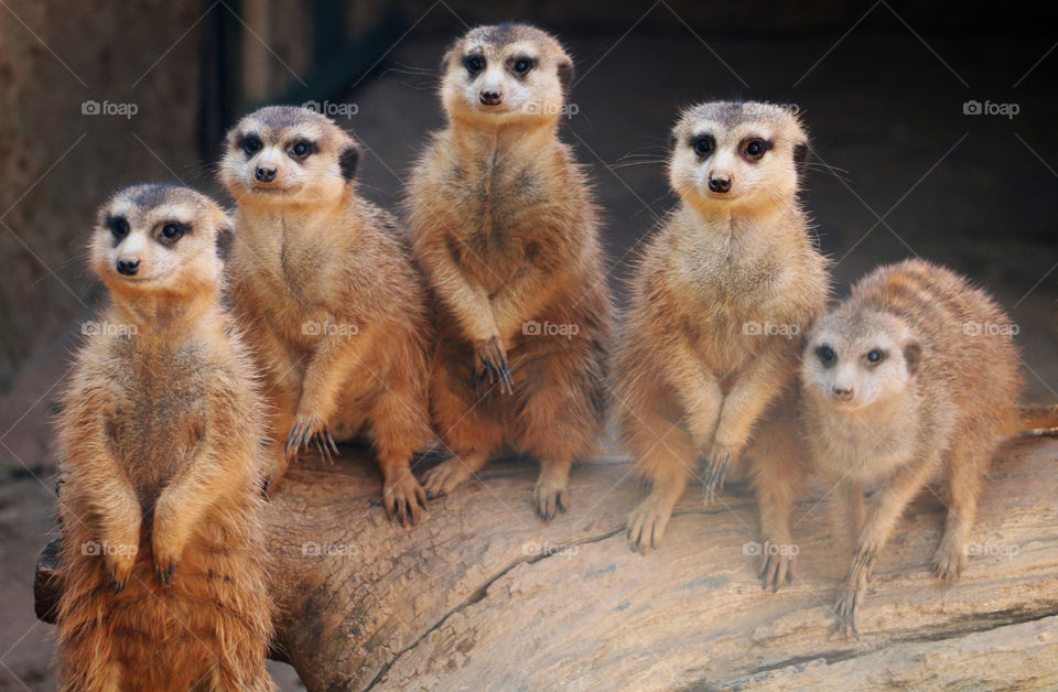 Cute meerkats sitting on a branch 