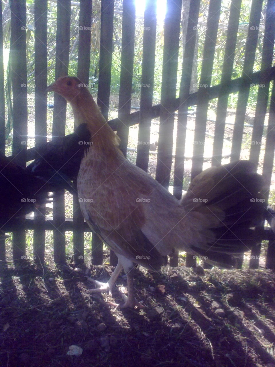 hen