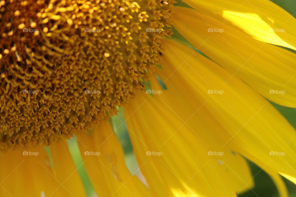 Sunflower close up