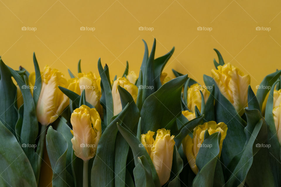 Tulips