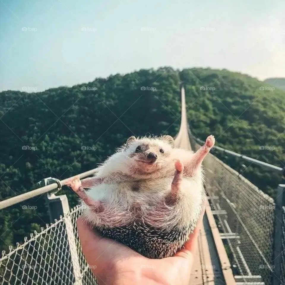 hedgehog