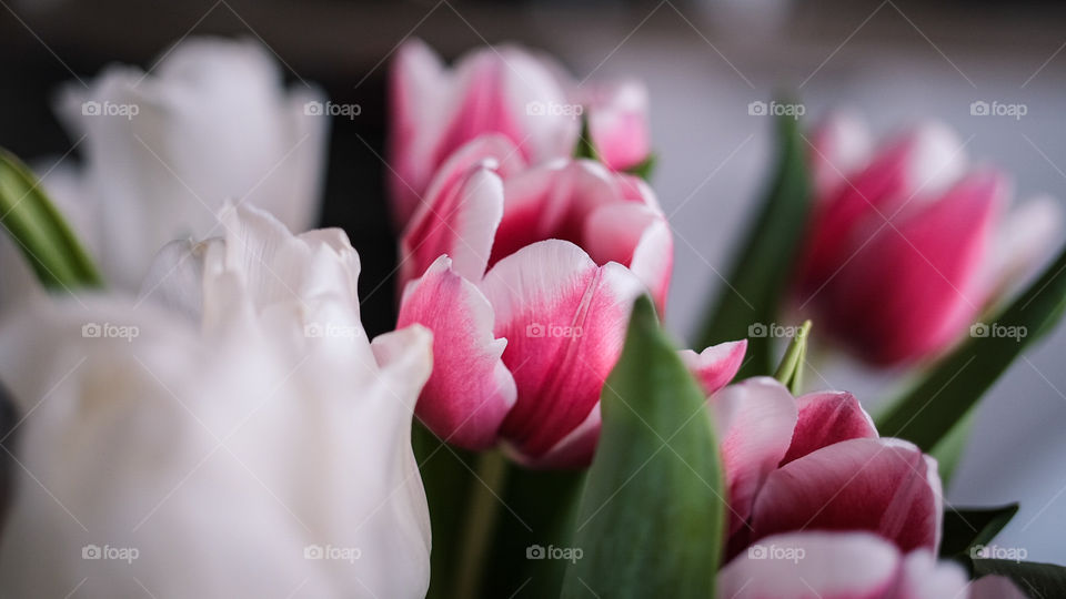 Blume Tulpen home