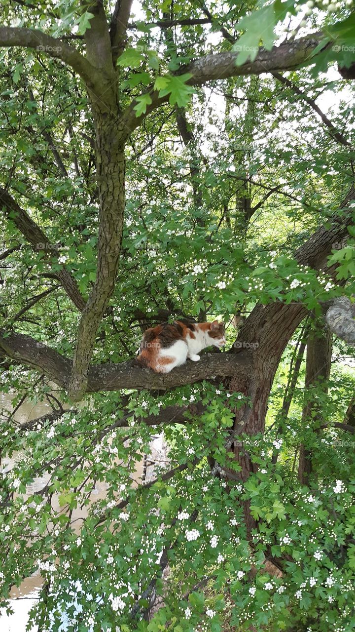 a spotted cat, white, brown, black and white, sitting on a branch and preparing to jump in concentration, hunting, very green, big tree