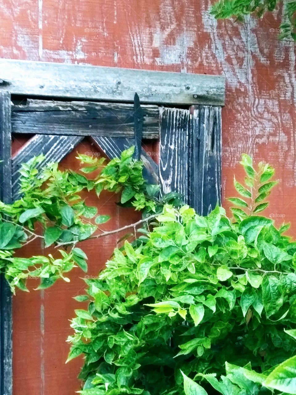 detail of a shed door