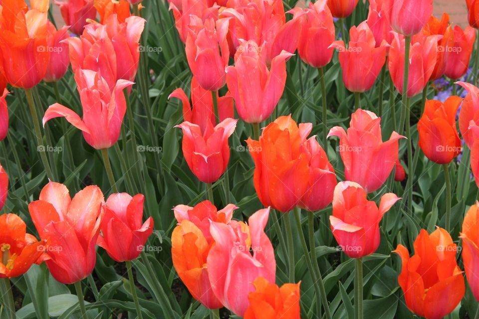 Tulips 