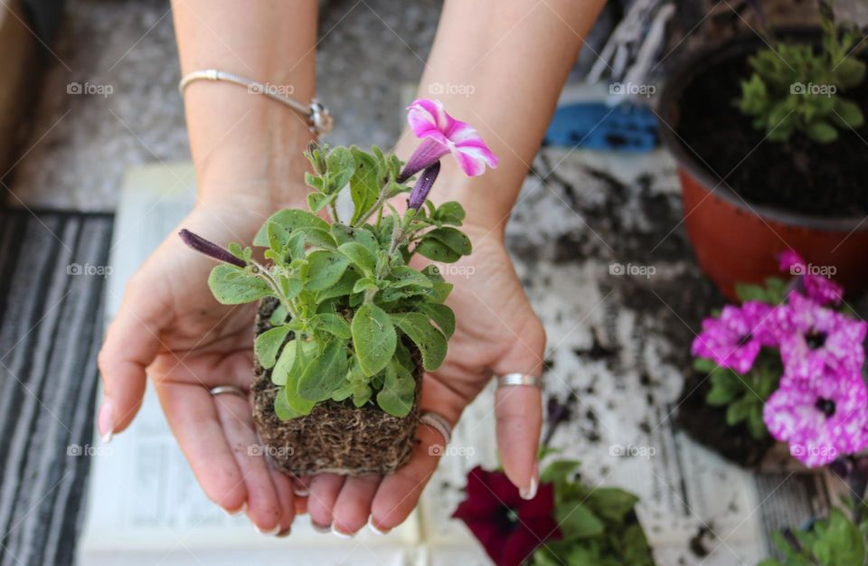 Planting flowers