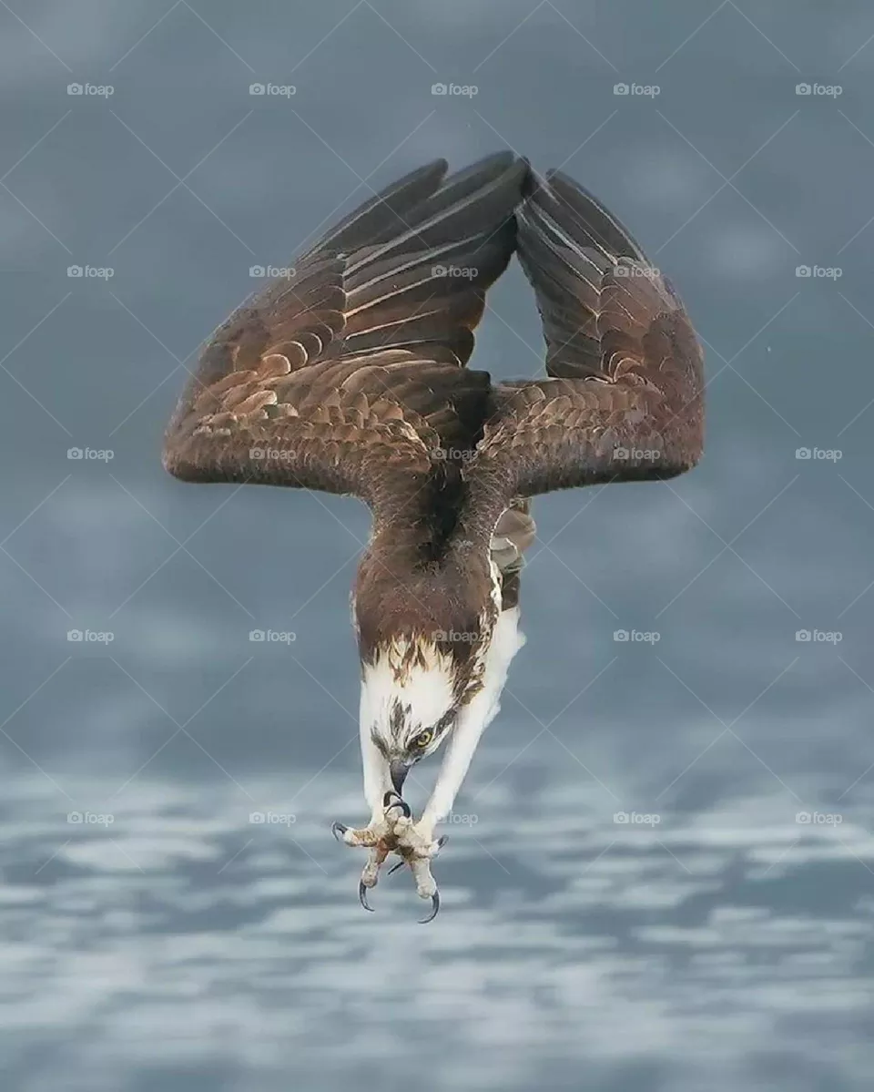 shaheen