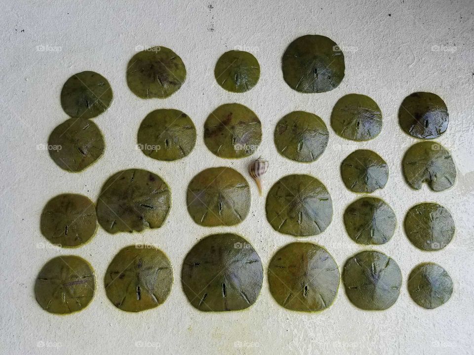 Sand Dollars