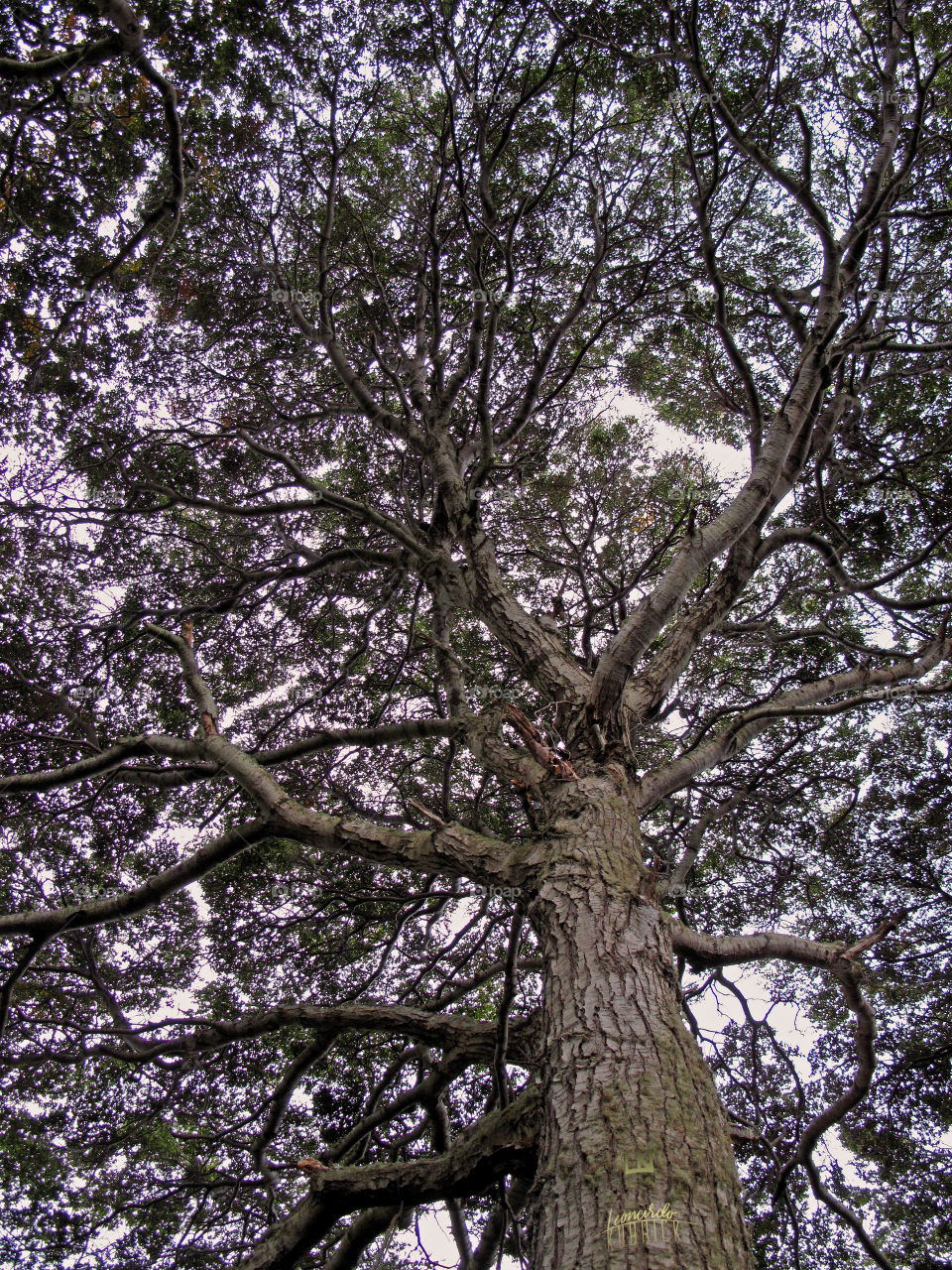 BRANCHES THAT BLIND US \|\|\ Leonardo Kubrick