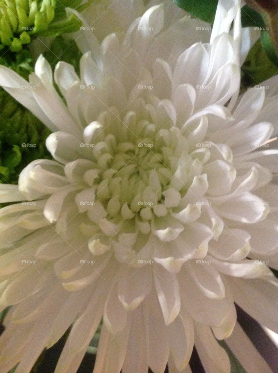 Beautiful closeup shot of a blooming Springtime flower.