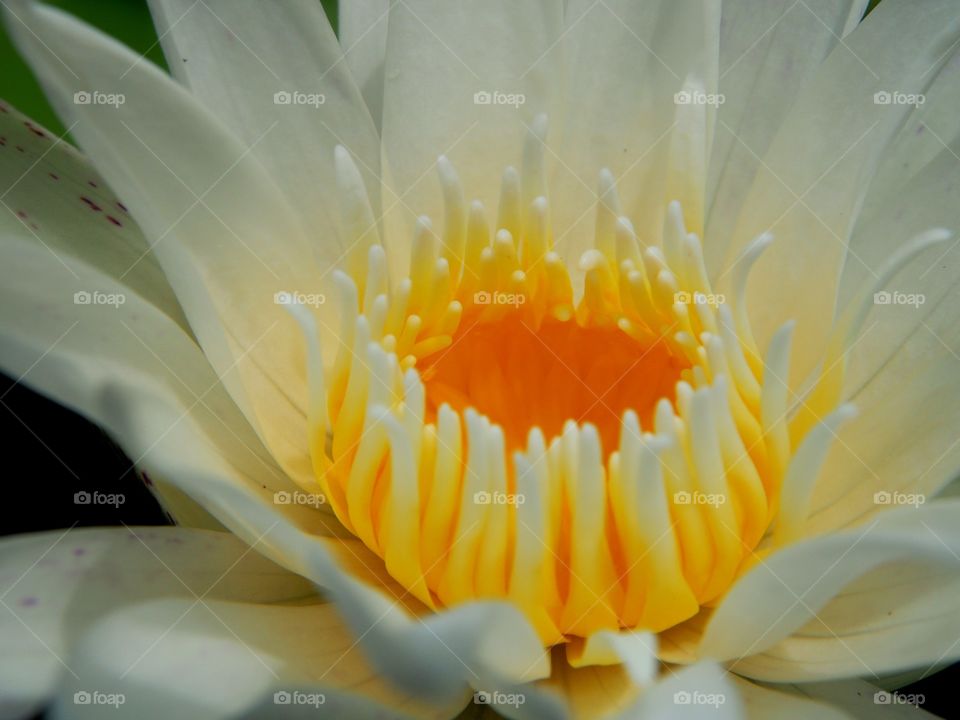 Close up  center of white lotus