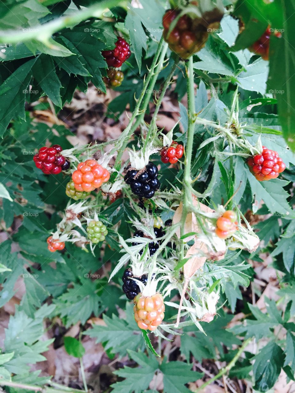 Wild berries . A walk in the park