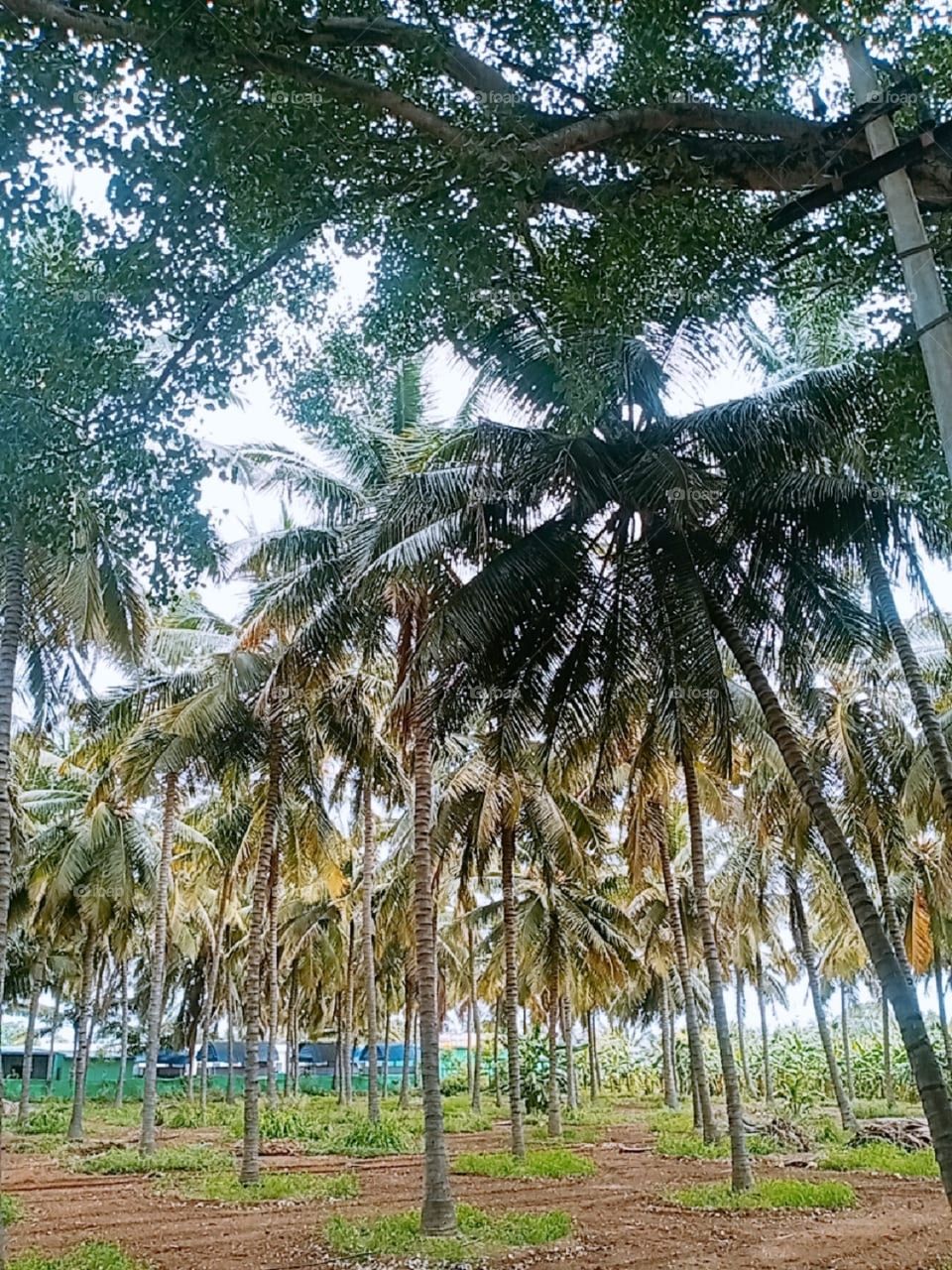 kerala most famous coconut tree