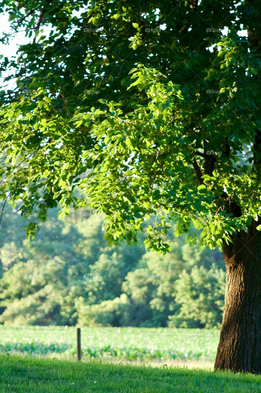 A large leafy tree next to a cornfield with a grove of trees blurred in the distance