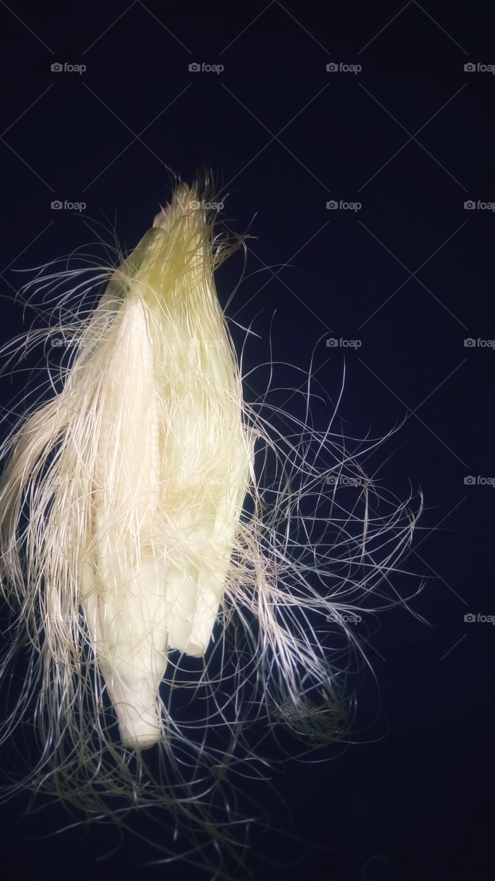 young corn, I just love taking pictures of this corn the fur makes the photo more alive