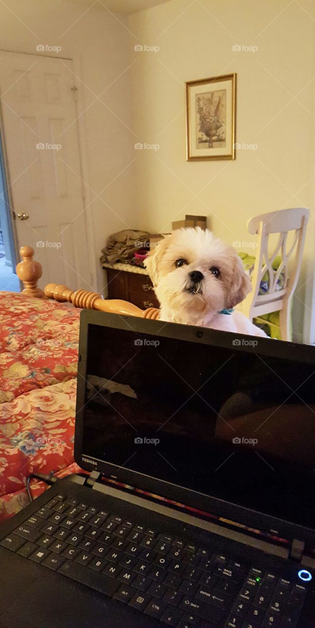 Cute puppy with laptop. Puppy helping out with work