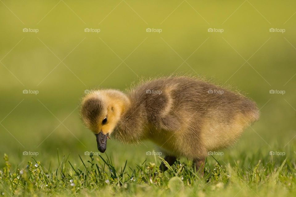 Baby Canada goose