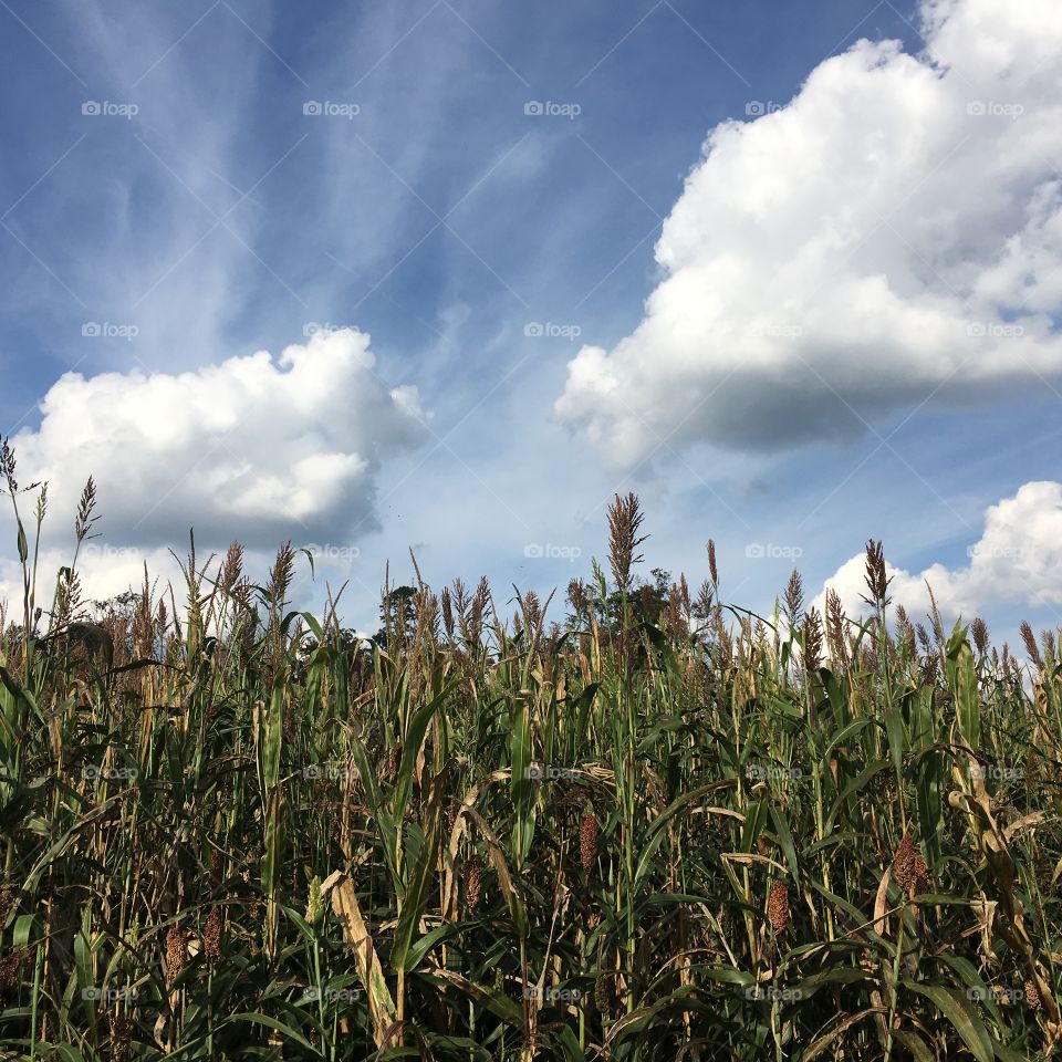 Shelf clouds sitting overhead