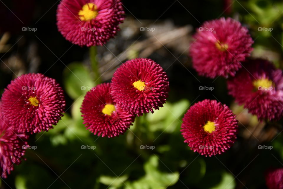 Parque el Capricho, Madrid
