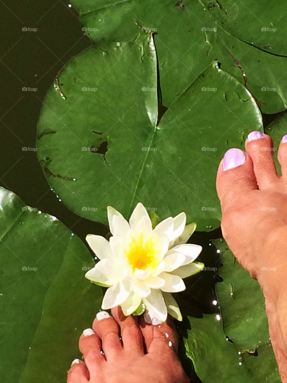 Feet on lily pads